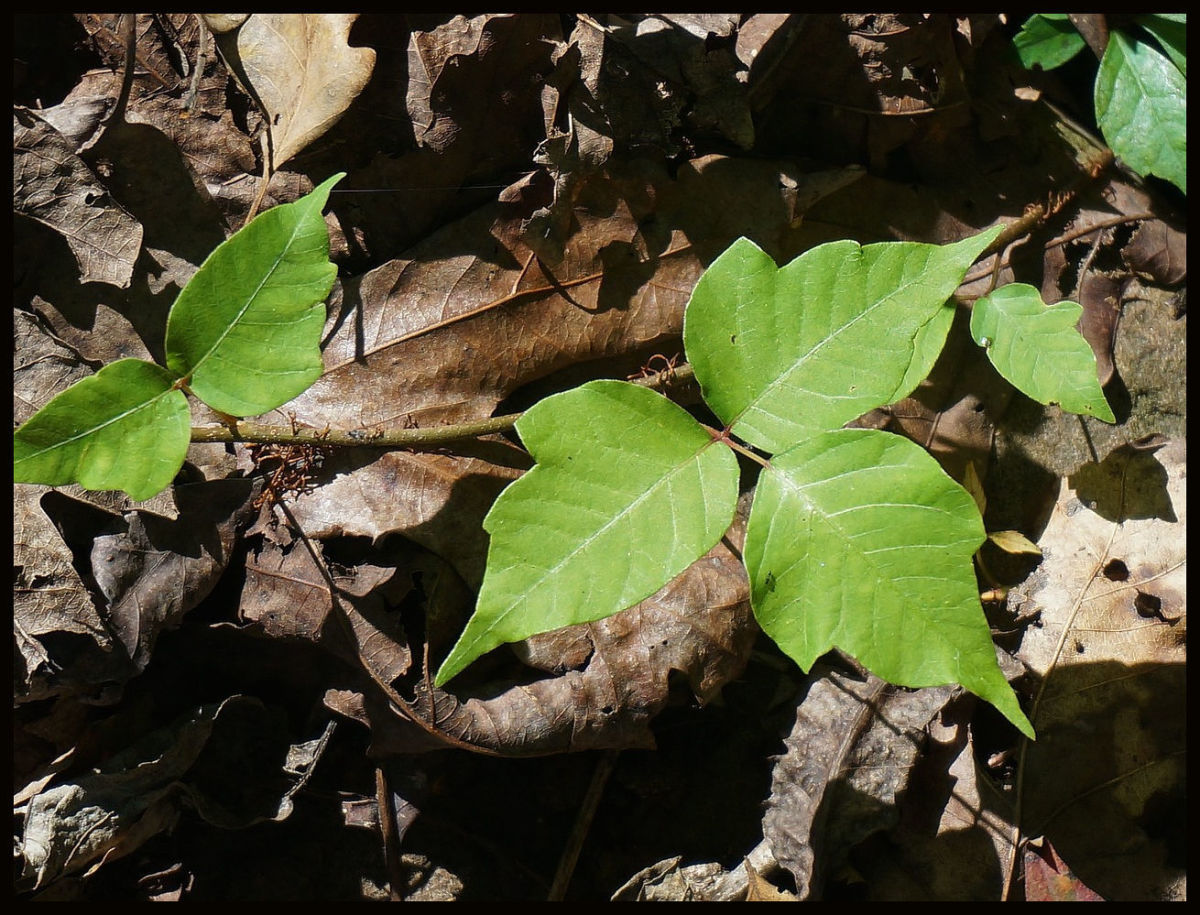 Home Remedies for Poison Ivy, Oak, and Sumac