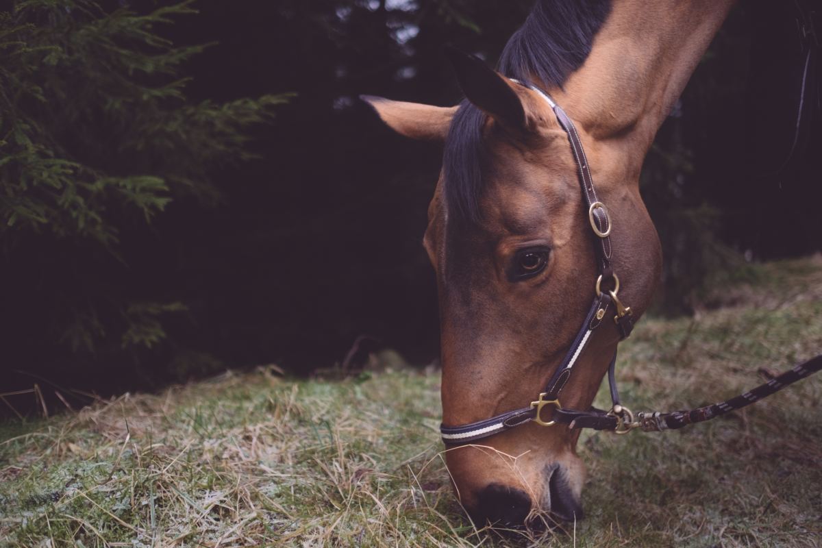Why a Horse Slobbers After Eating Clover, and What to Do