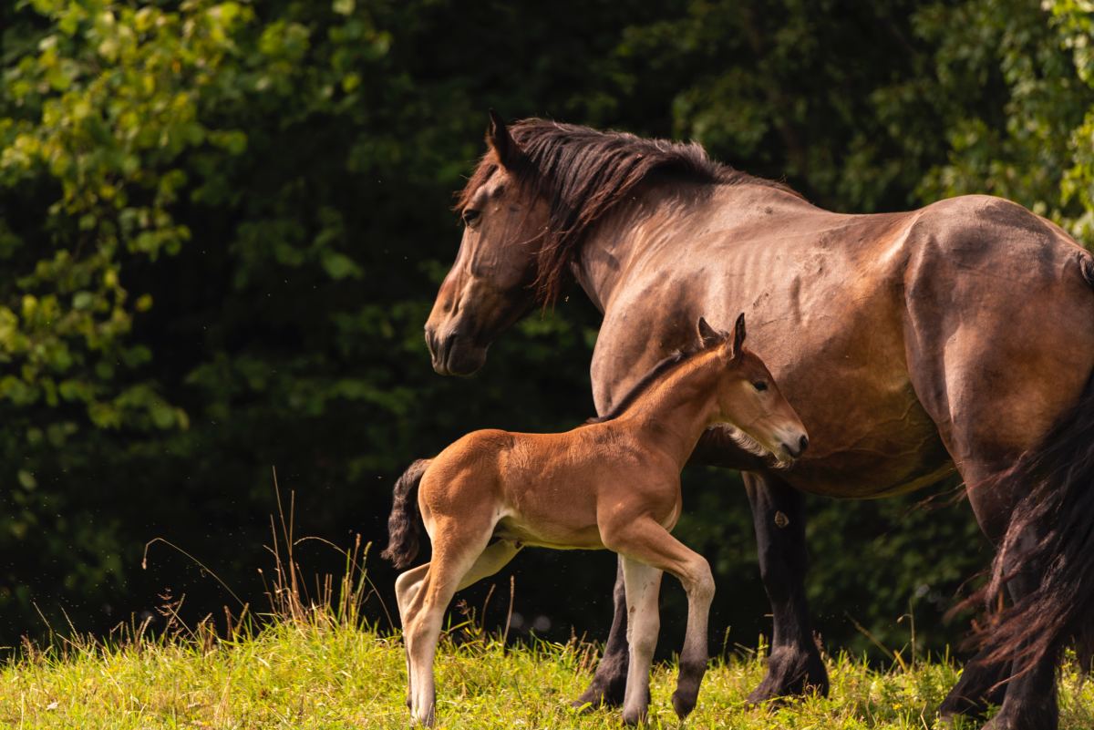 Stages of Pregnancy in a Mare and Foal Birth