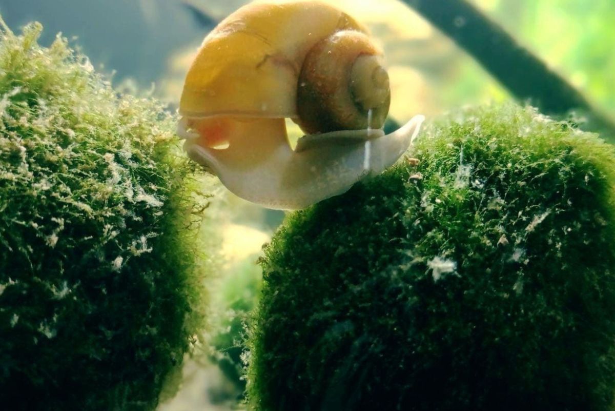 How to Clean an Aquatic Moss Ball: 9 Steps (with Pictures)