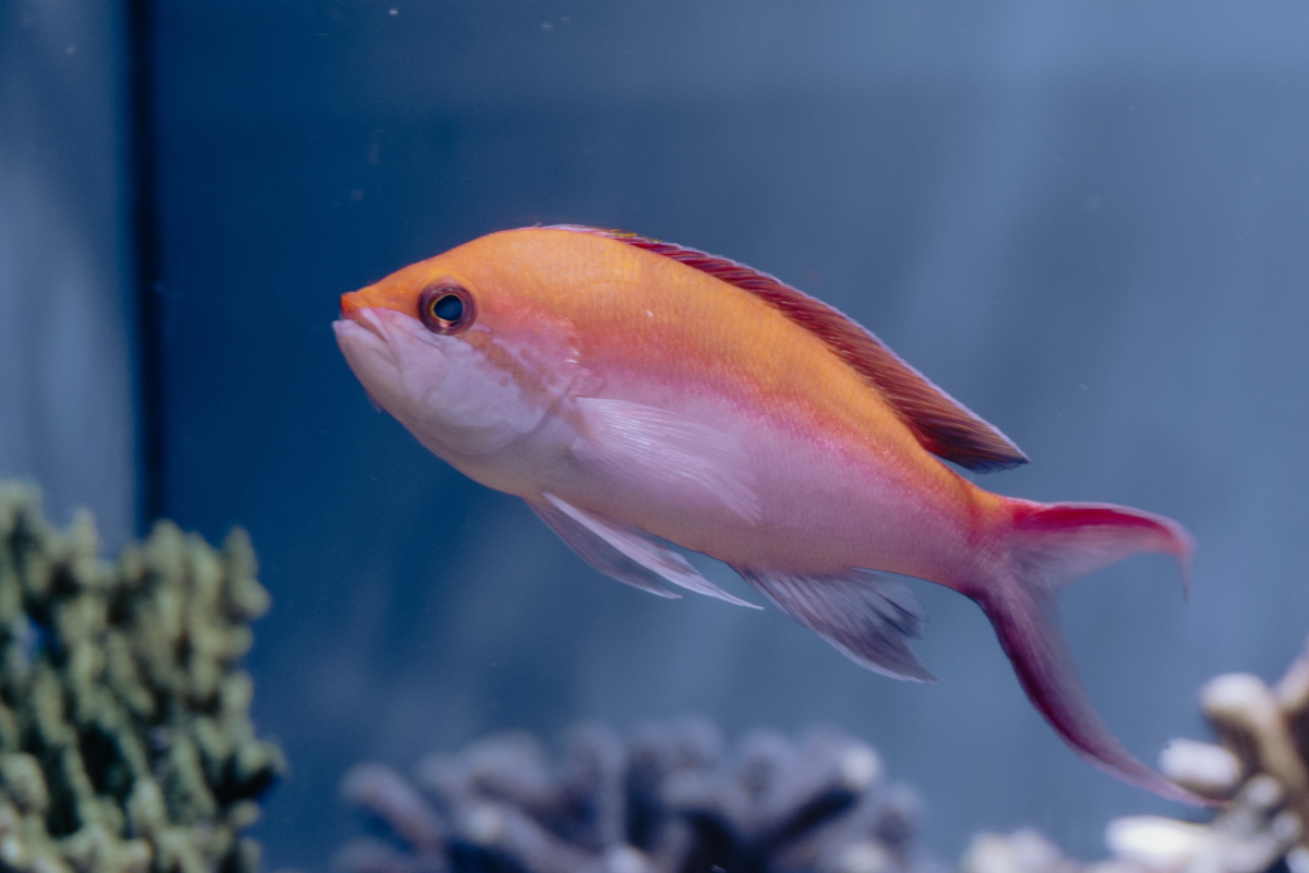 Plants for Fish Tanks: Fake or Live? - PetHelpful