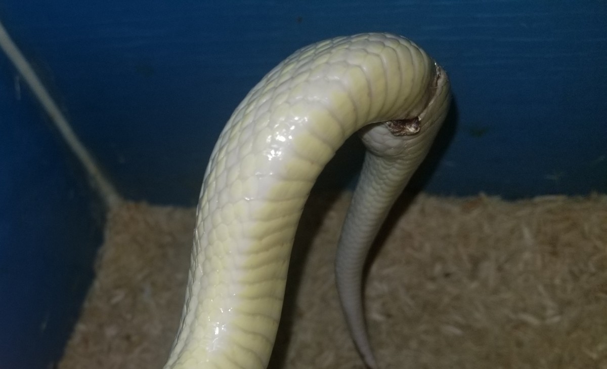 What's Wrong With My Snake's Cloaca?