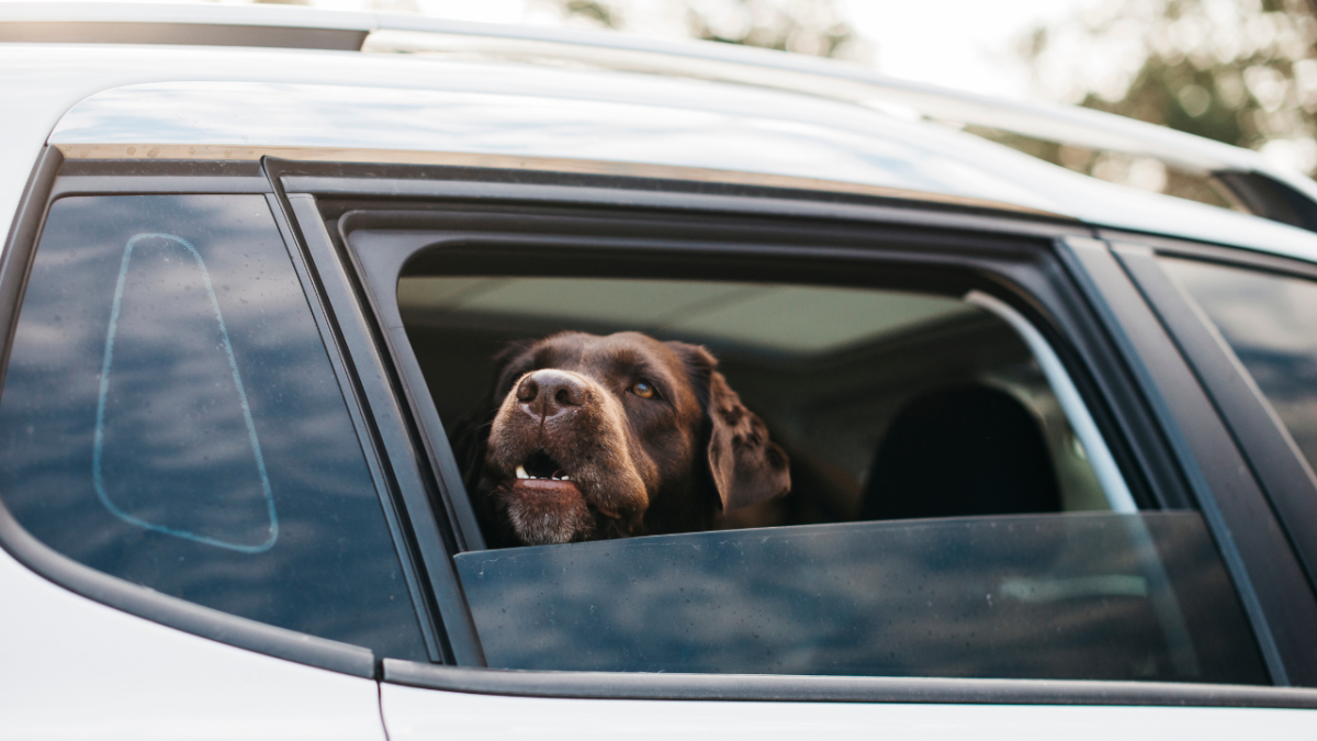 How Can I Stop My Dog From Throwing Up in the Car?