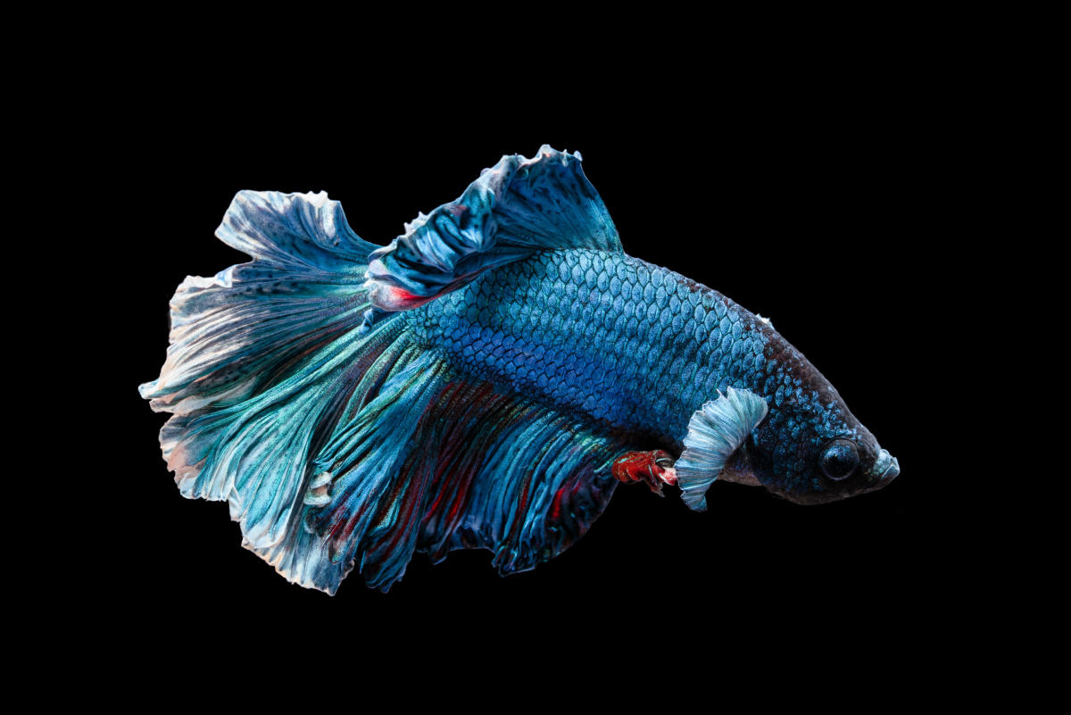 Tropical vs. Cold Water Fish: A Beginner's Guide