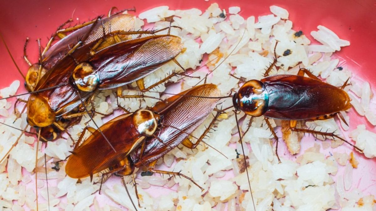 4 Surprising Benefits of Cockroaches & Why We Still Hate Them