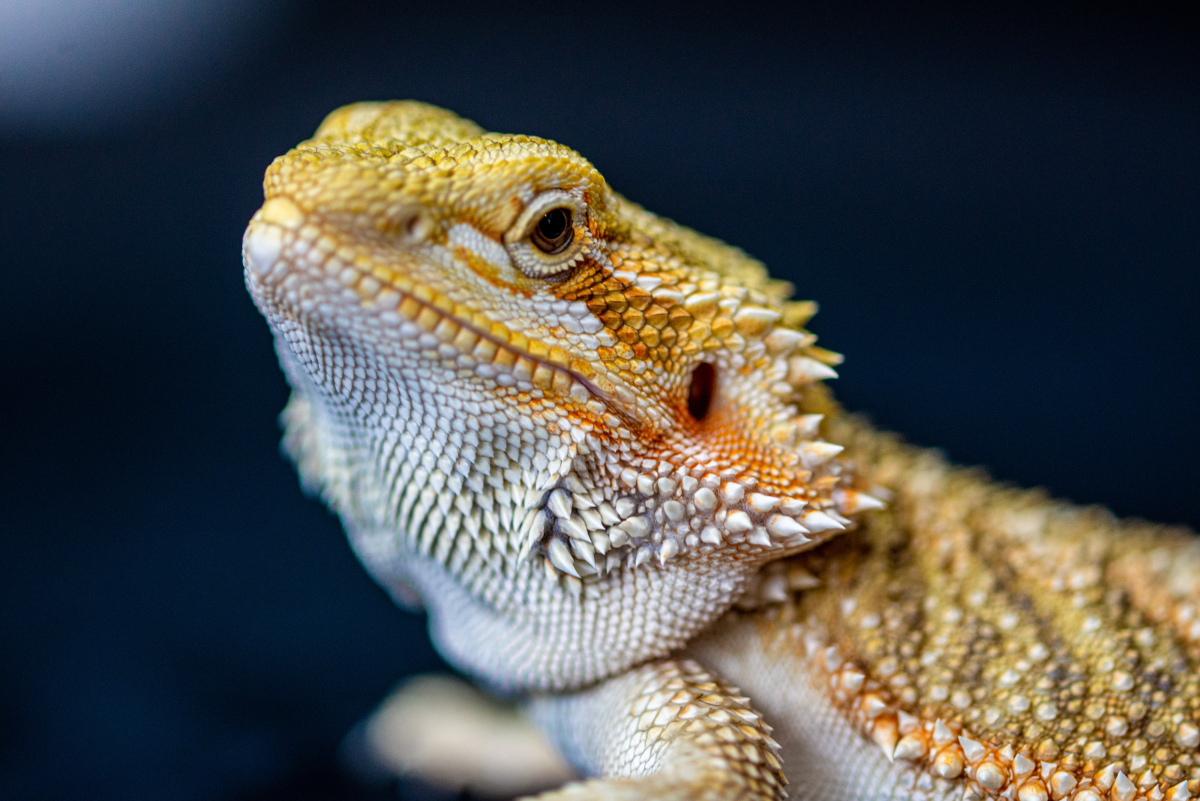 Bearded Dragon Femoral Pores and How to Care for Them