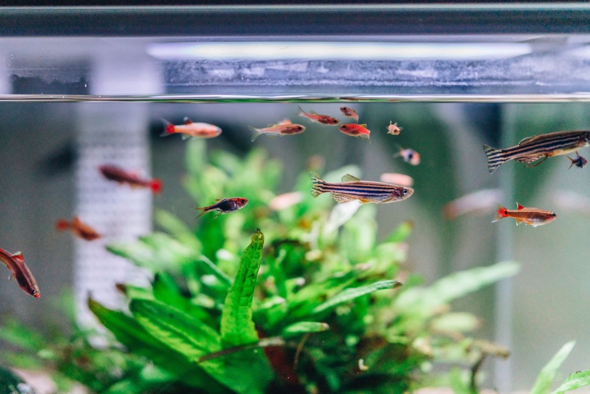 This Is Why Glass Aquariums Are So Expensive