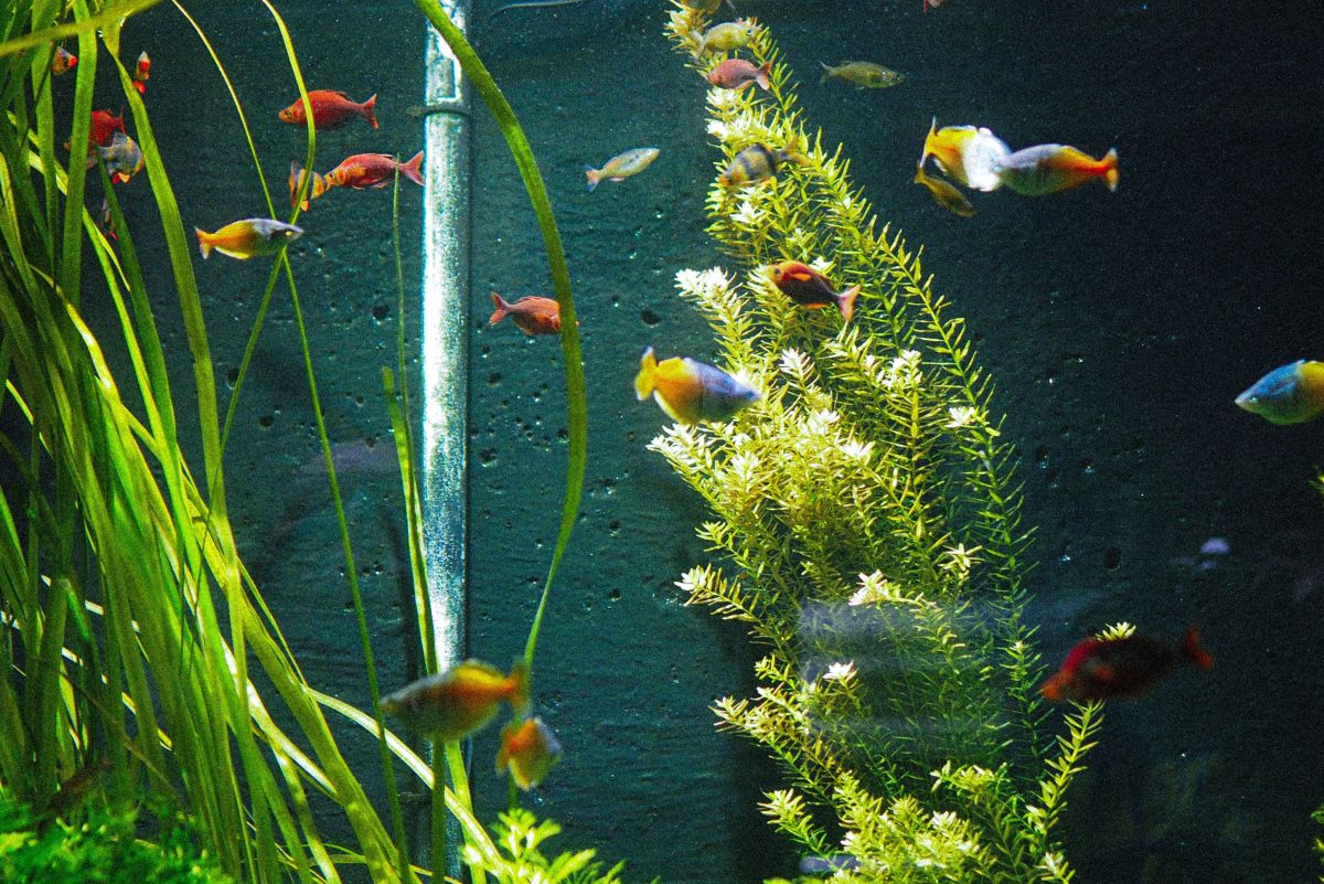 How to Wash Plastic Fish Tank Plants: Cleaning Aquarium Decorations