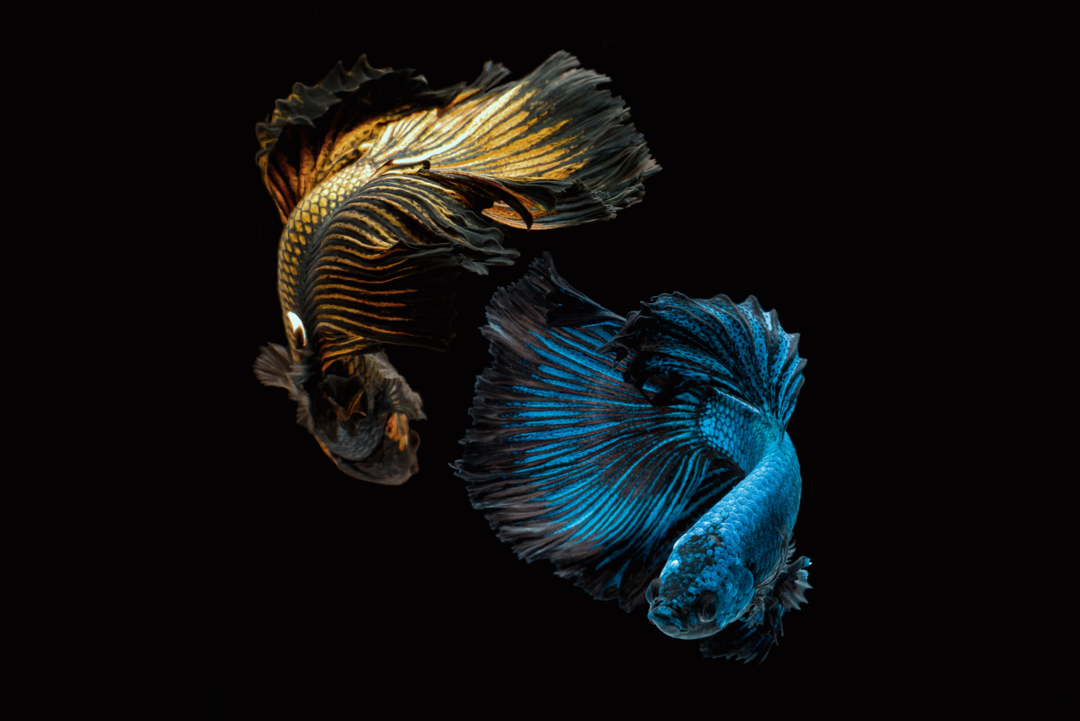 siamese fighting fish fighting each other