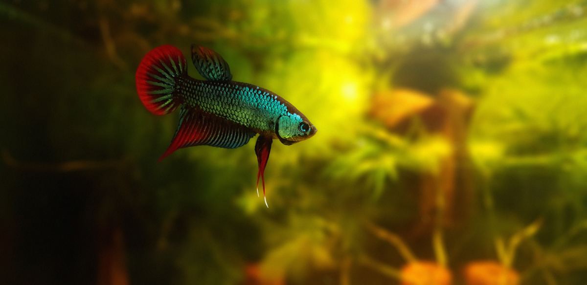 Top 6 Reasons Betta Fish Die and How to Prevent It