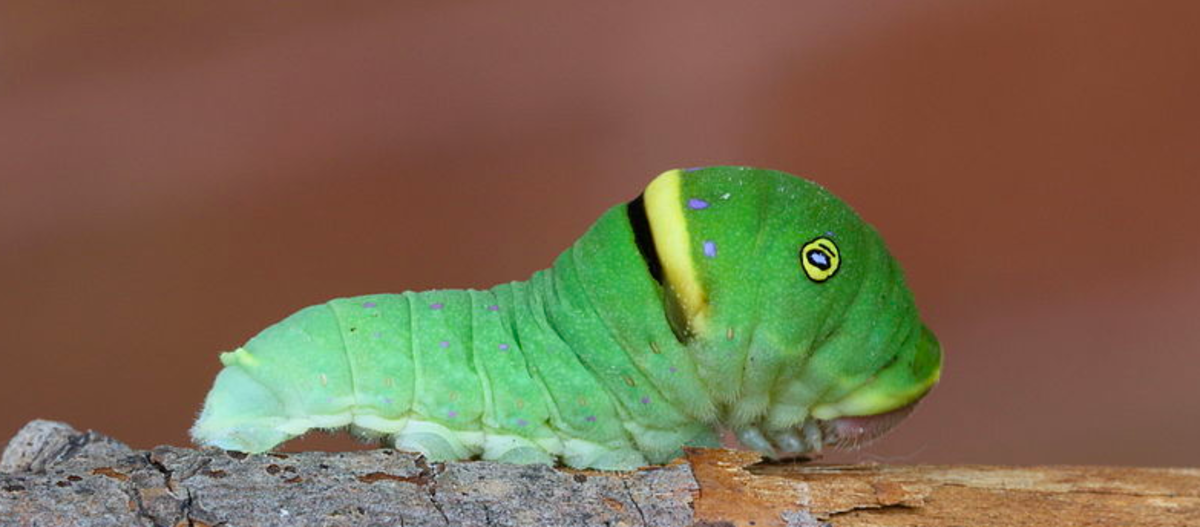 Green Caterpillar Identification Guide: 18 Common Types