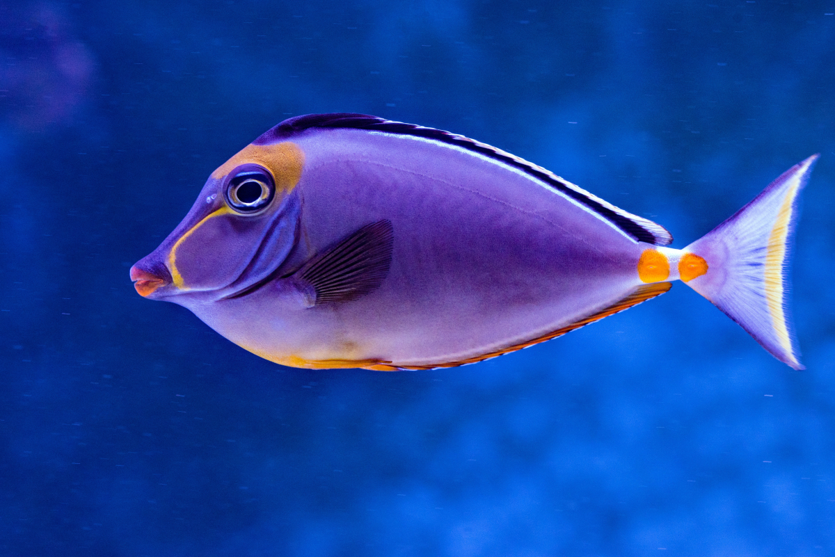 Fish-Buying Tips: How to Choose Healthy Aquarium Fish