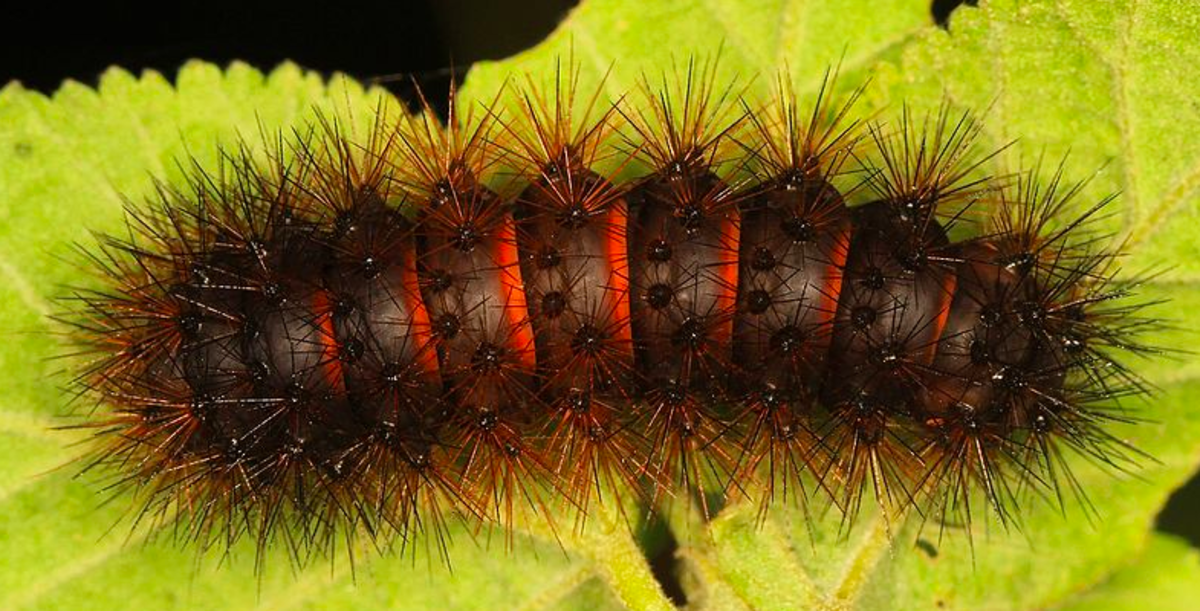 Black Caterpillars: An Identification Guide (With Photos)