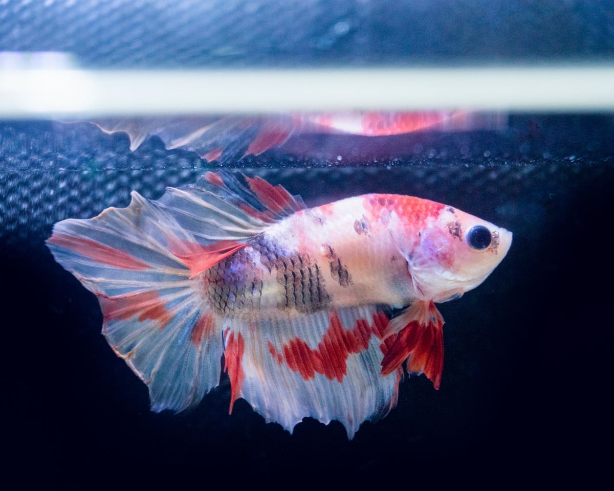 Albino Betta Fish 4 of 20, betta fish face HD phone wallpaper | Pxfuel