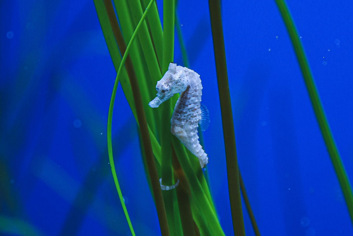 Facts About Seahorses and How to Care for Them