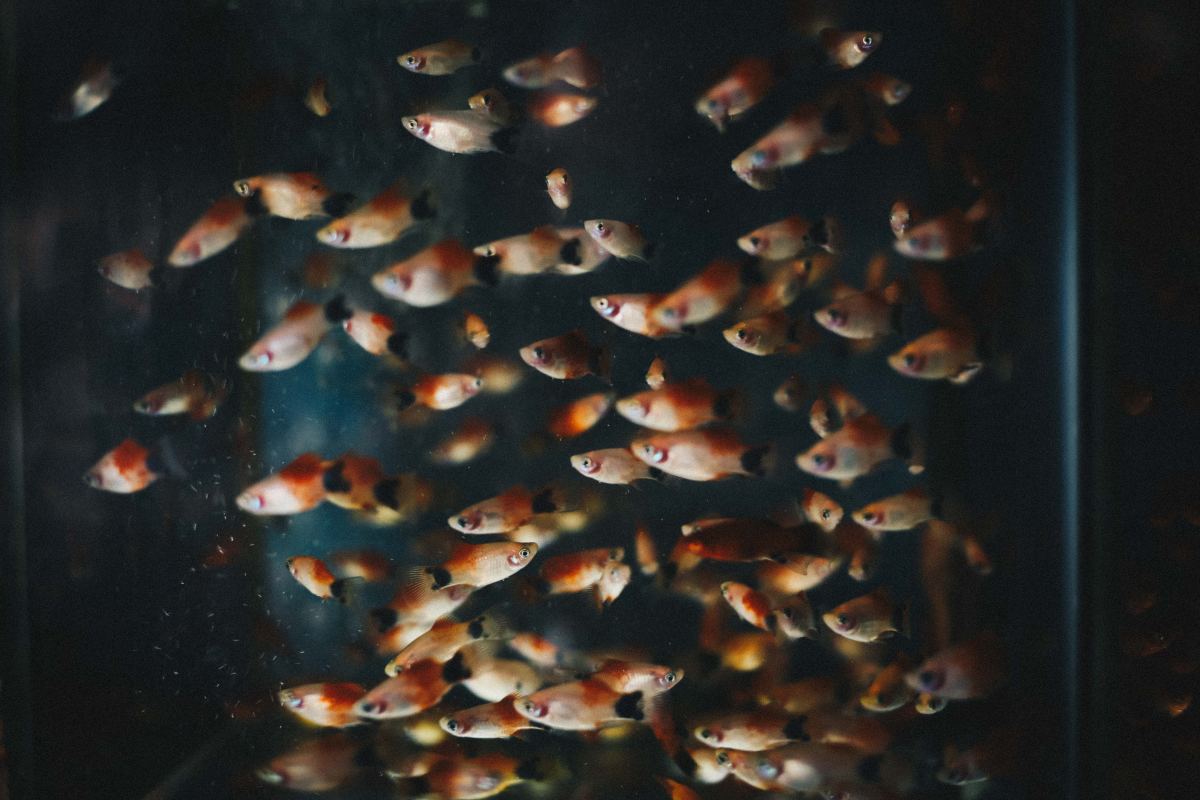 Aquaponics: The Basics of Fish Tank Hydroponics