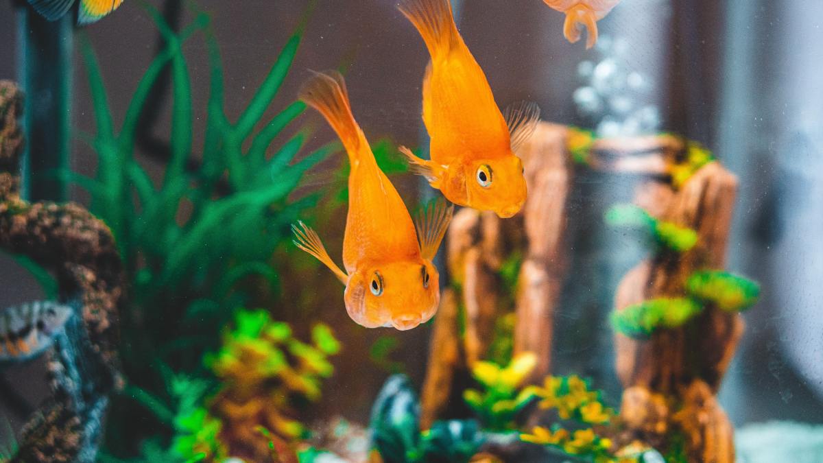 How to Set up a Freshwater Aquarium for Cheap - PetHelpful