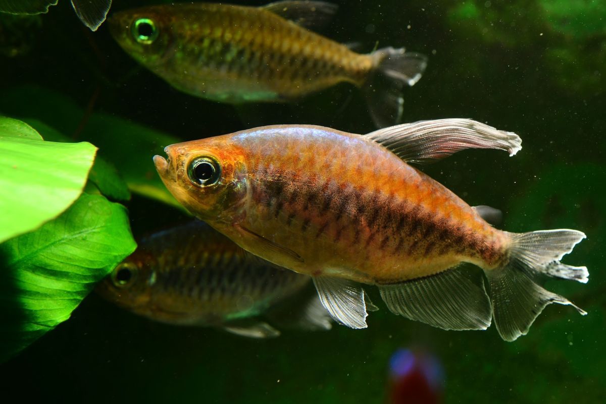 How to Care for Tetras: A Popular Home Aquarium Fish