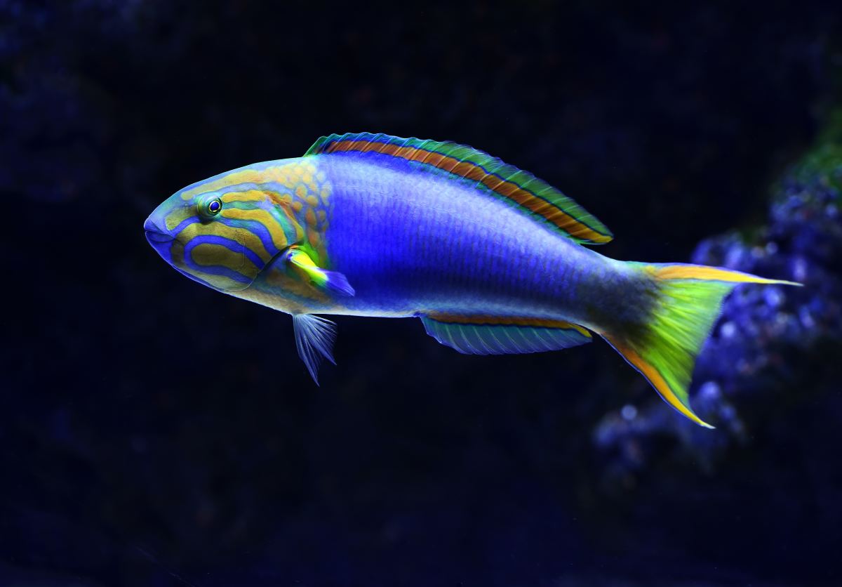 10 Great Saltwater Fish for the Home Aquarium