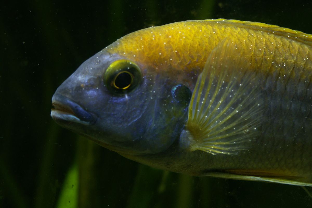 The Signs of Ich and Other Common Freshwater Fish Diseases