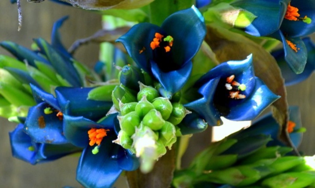 Puya Plants: Unearthly Delights in the Garden