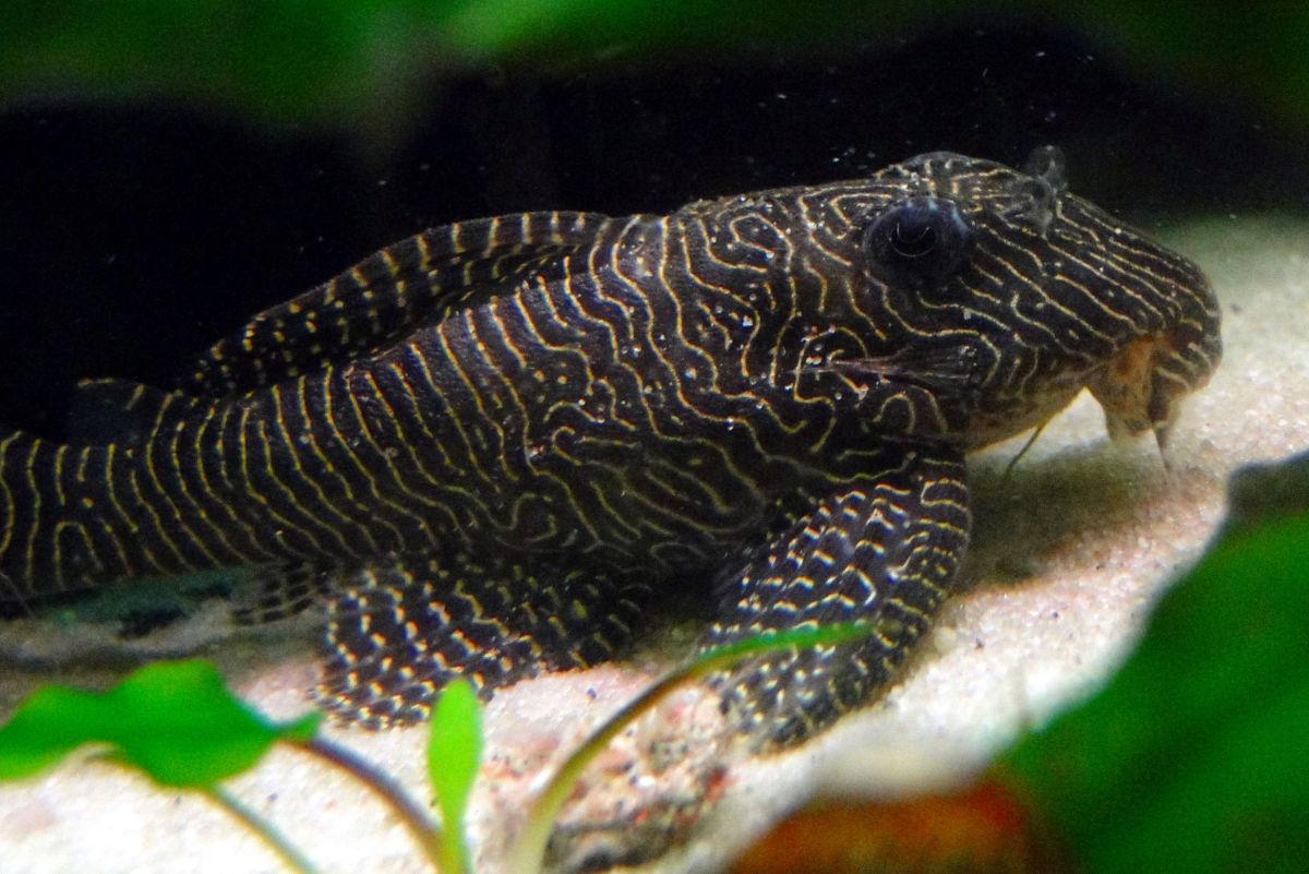 How Big Does a Plecostomus Get?