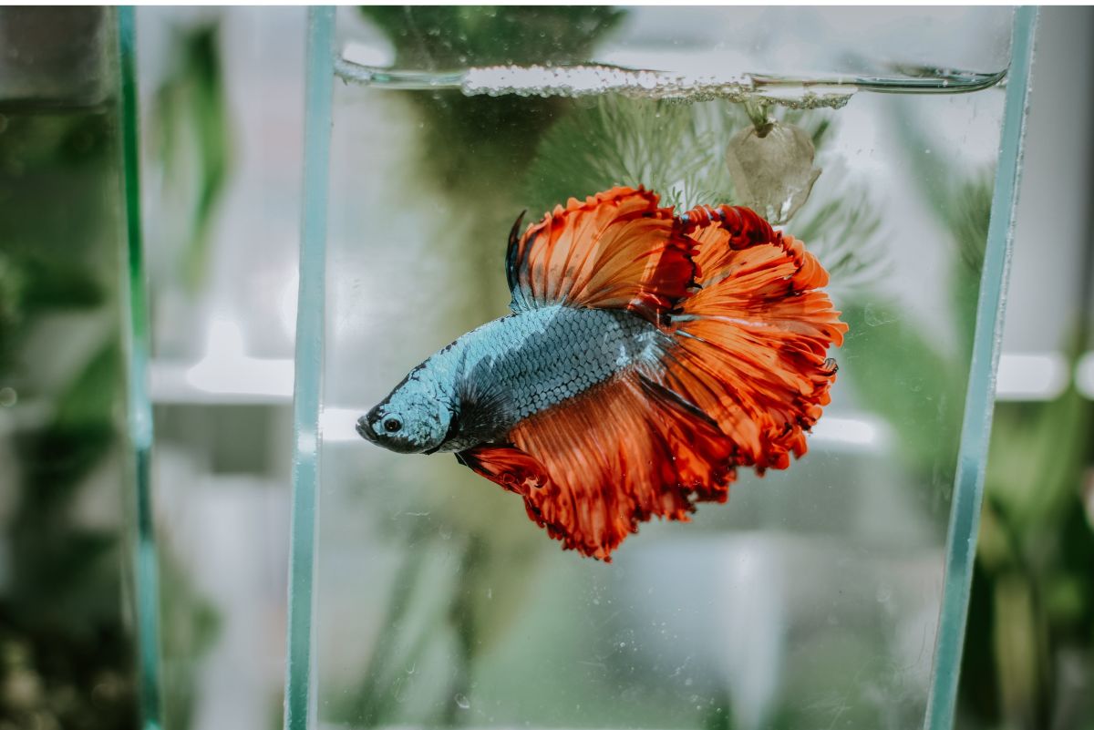 How to Set Up a Betta Fish Tank