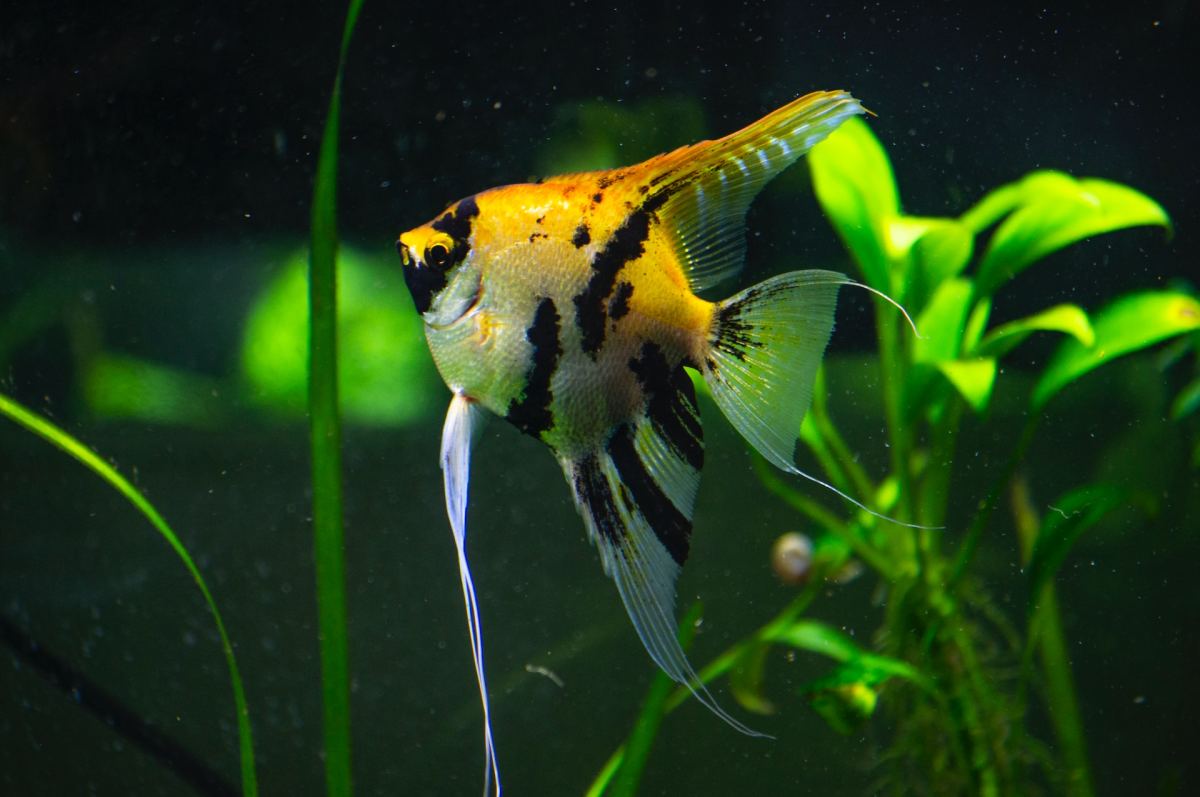 10 Reasons Tropical Fish Die in a Tank and How to Prevent It