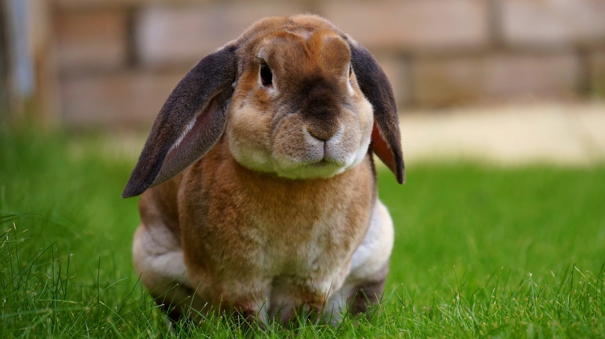 Tips on What to Expect If You Are Getting a Bunny Rabbit as a Pet: What You Should Know