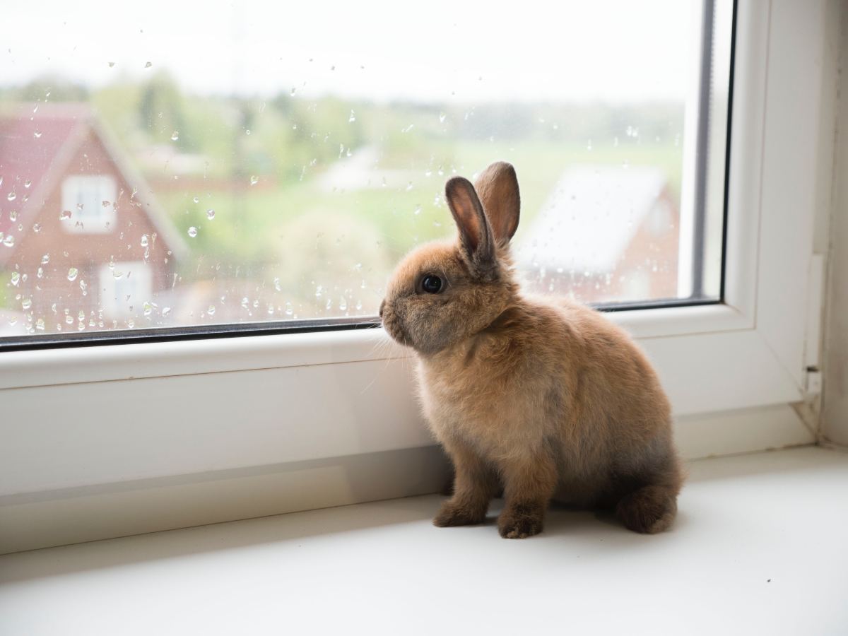 How Moulting in Rabbits Make Them Lose Their Coat
