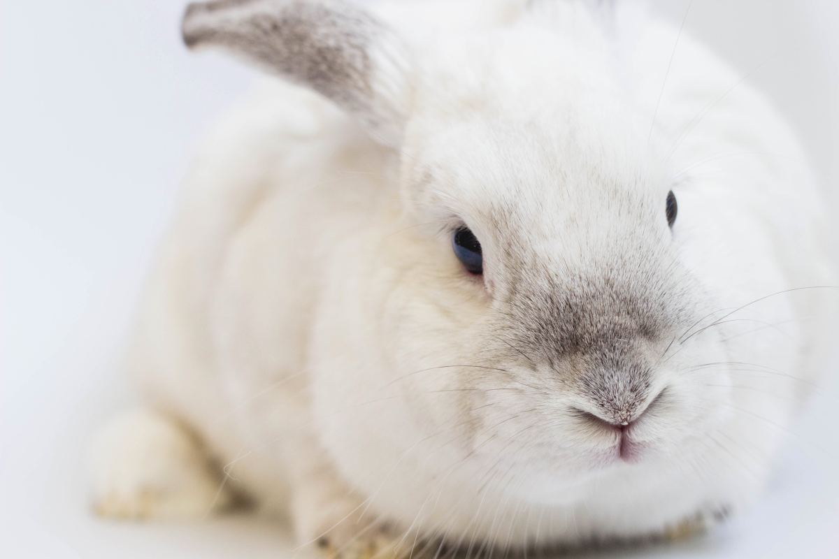 14 Reasons Why Your Bunny Might Be Sick