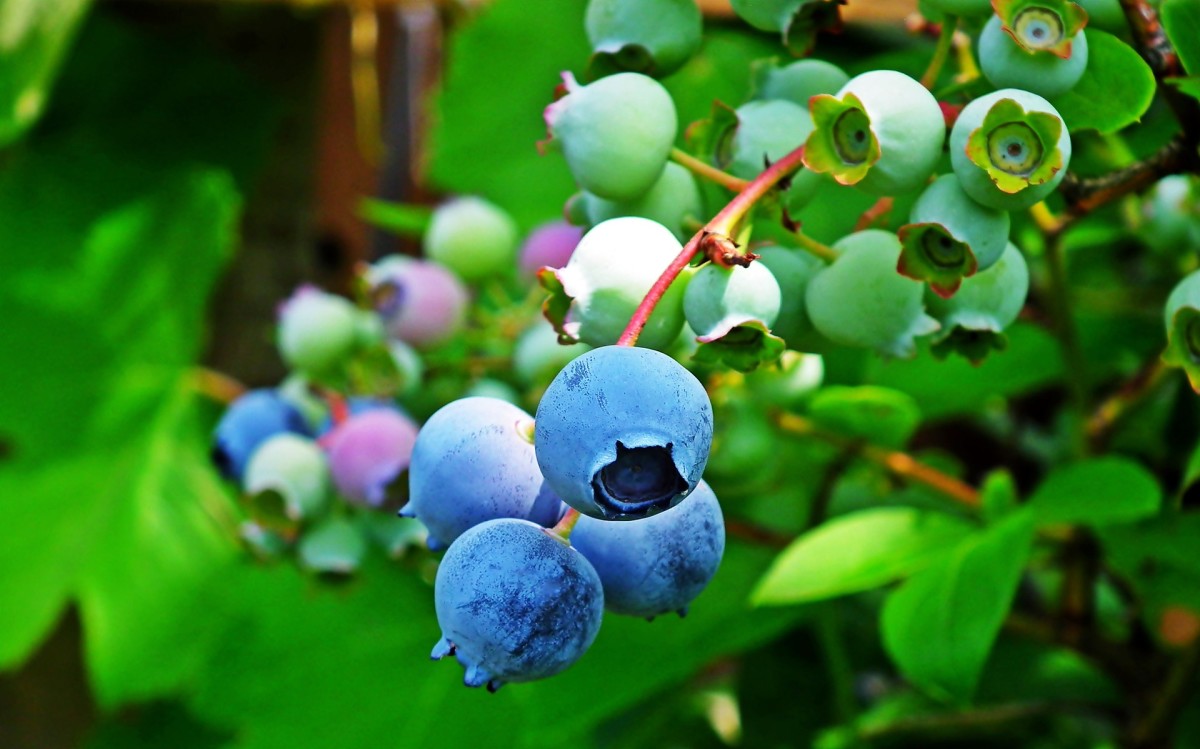 Exploring Blueberries and Huckleberries