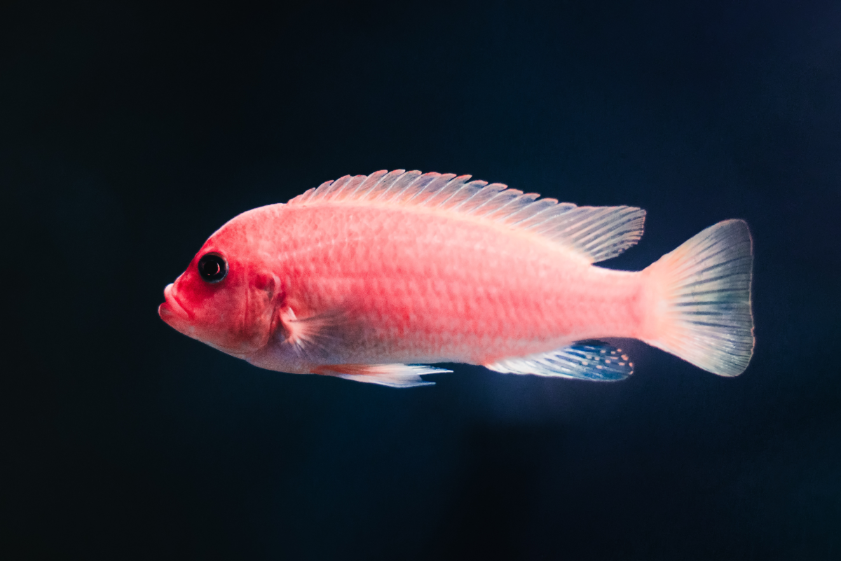 Velvet Disease in Fish: Symptoms, Causes, and Remedies
