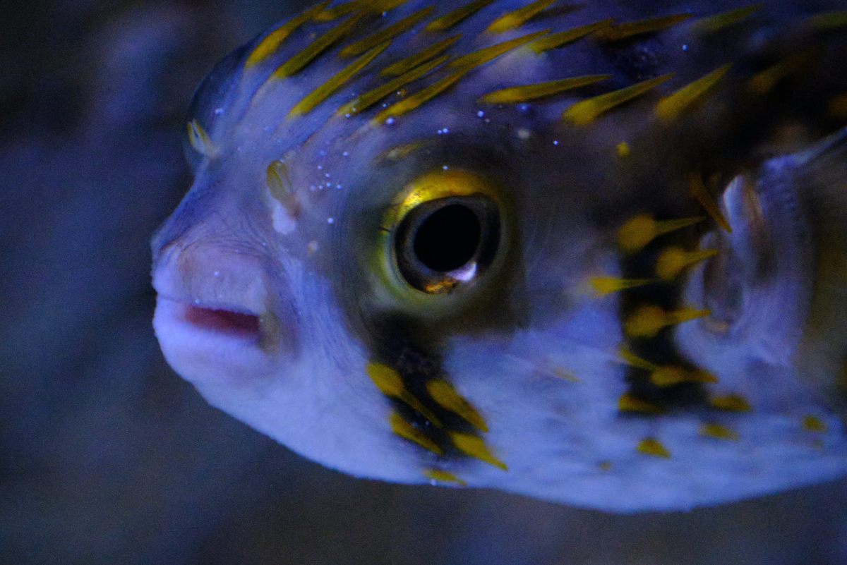 What You Should Know Before Getting a Porcupine Puffer