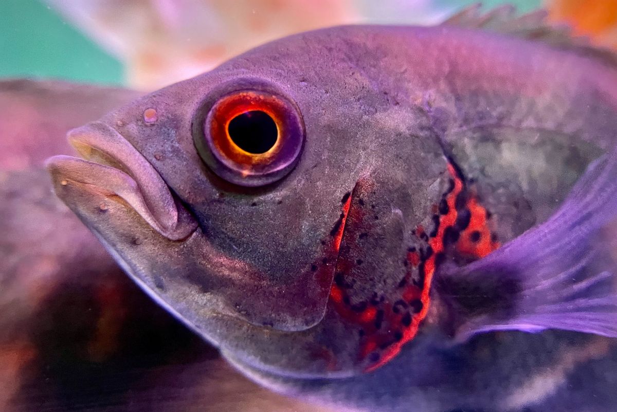 8 Fish to Avoid in Beginner Aquariums: Difficult Species