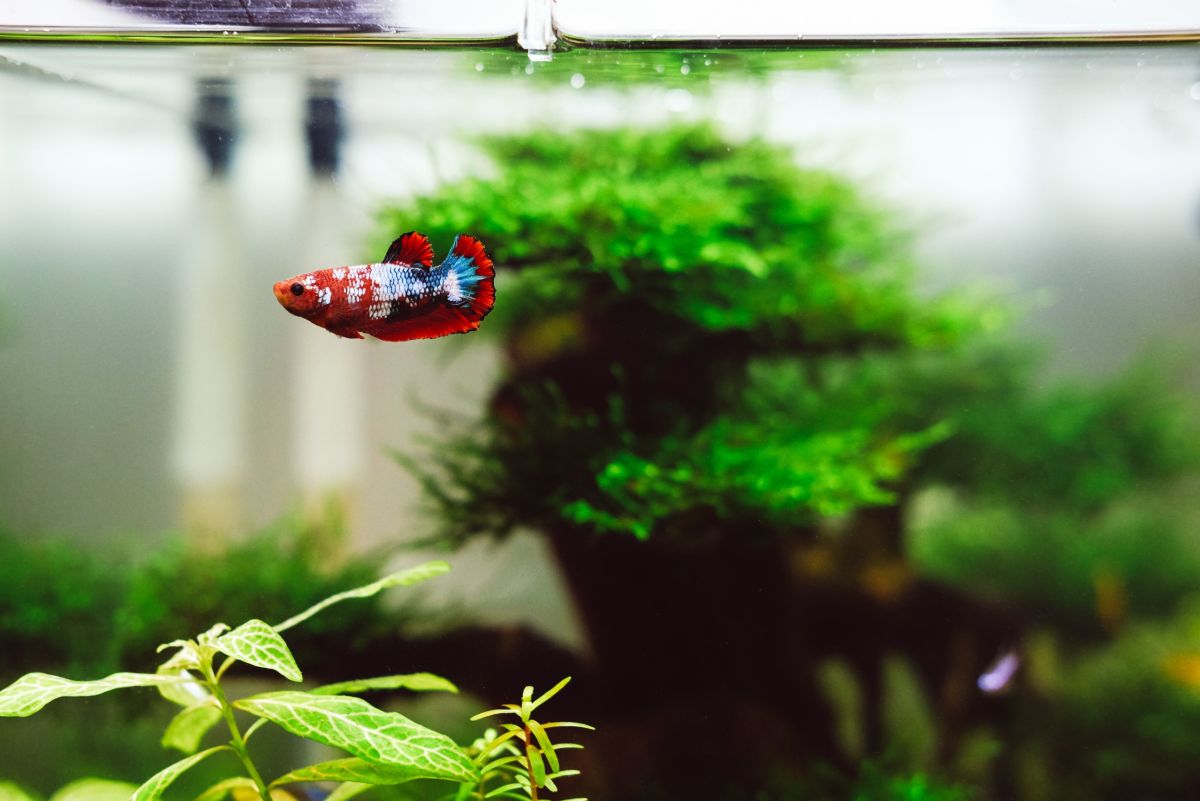 Best Heaters for a 5-Gallon Freshwater Aquarium Fish Tank: Reviews