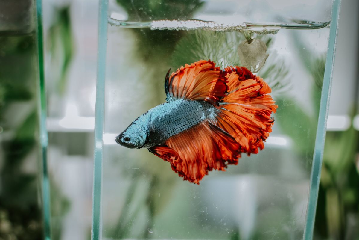 How to Easily Clean Betta Fish Tanks: An Illustrated Guide
