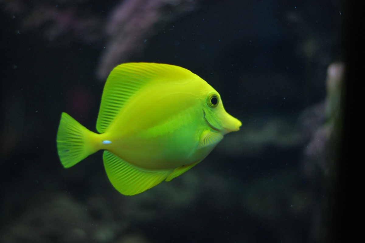green tropical fish