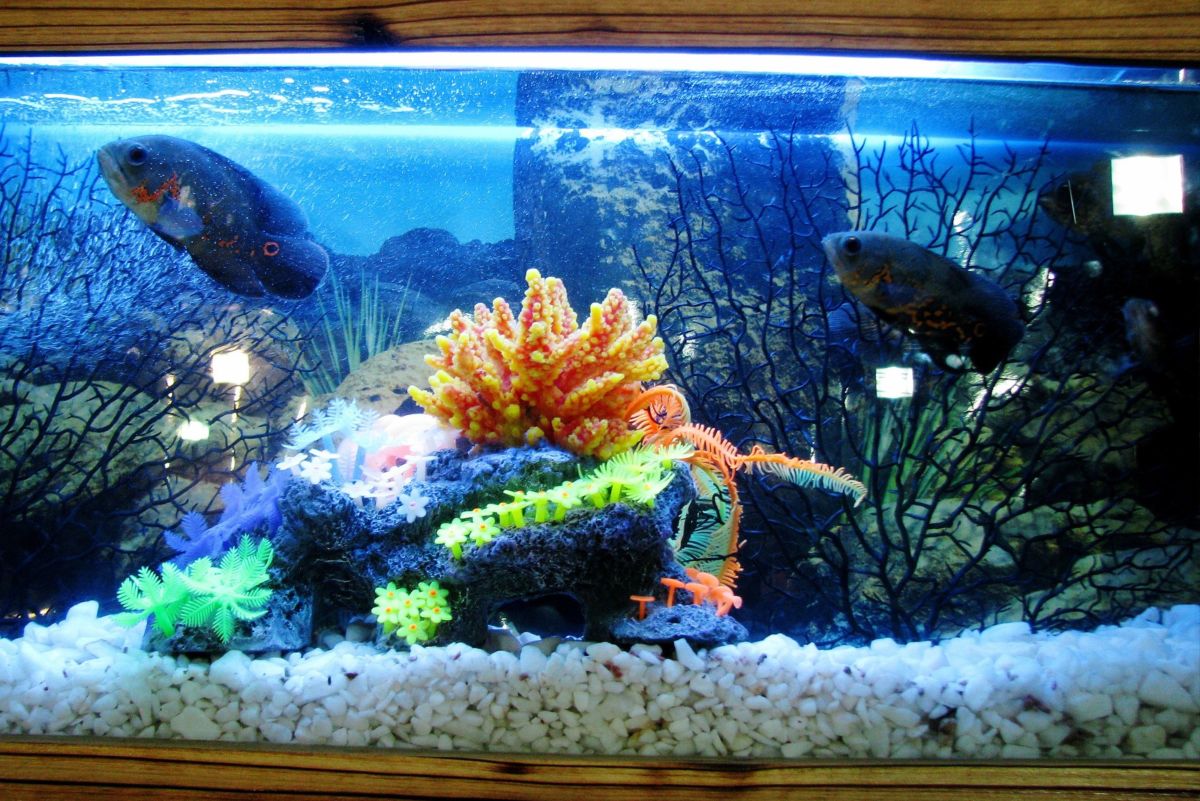 How to Move an Empty Glass Aquarium Over 75 Gallons in Size