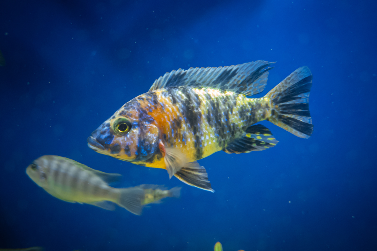 Why You Should Feed Your Cichlids Homemade Food (With Recipes)