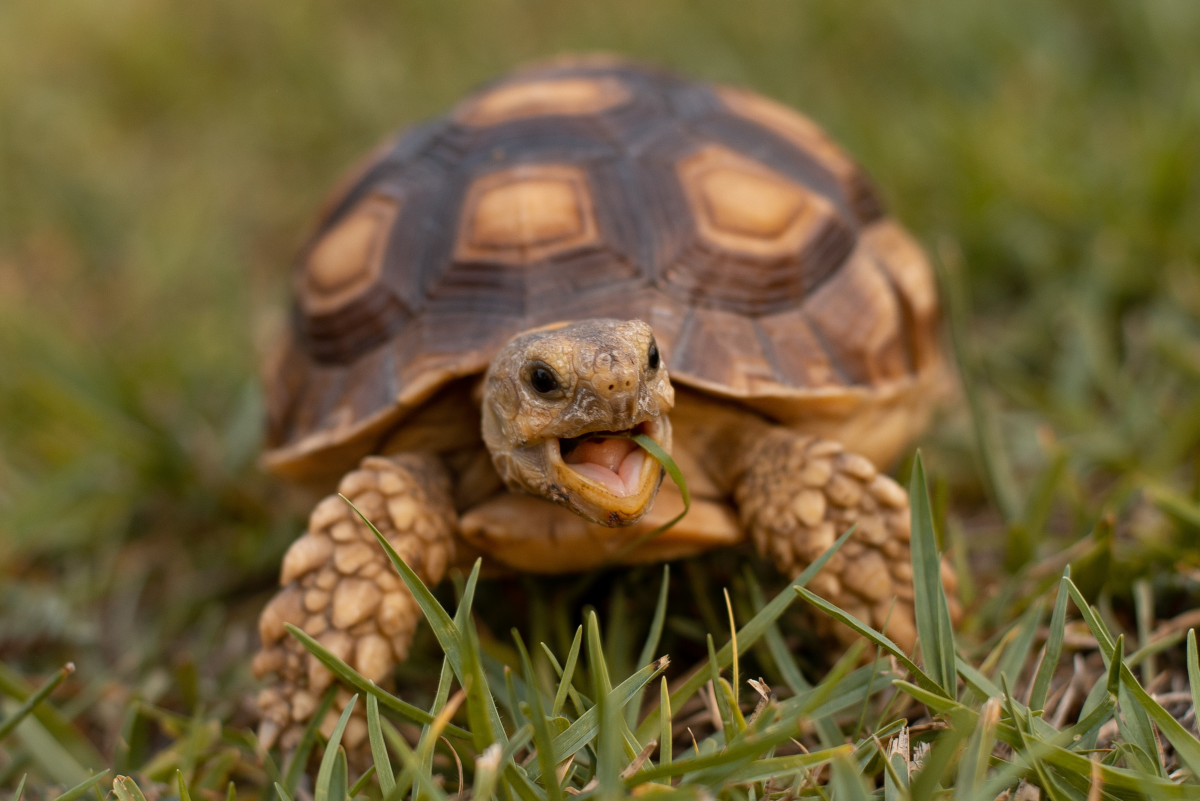 Things to Consider Before Getting a Pet Turtle or Tortoise