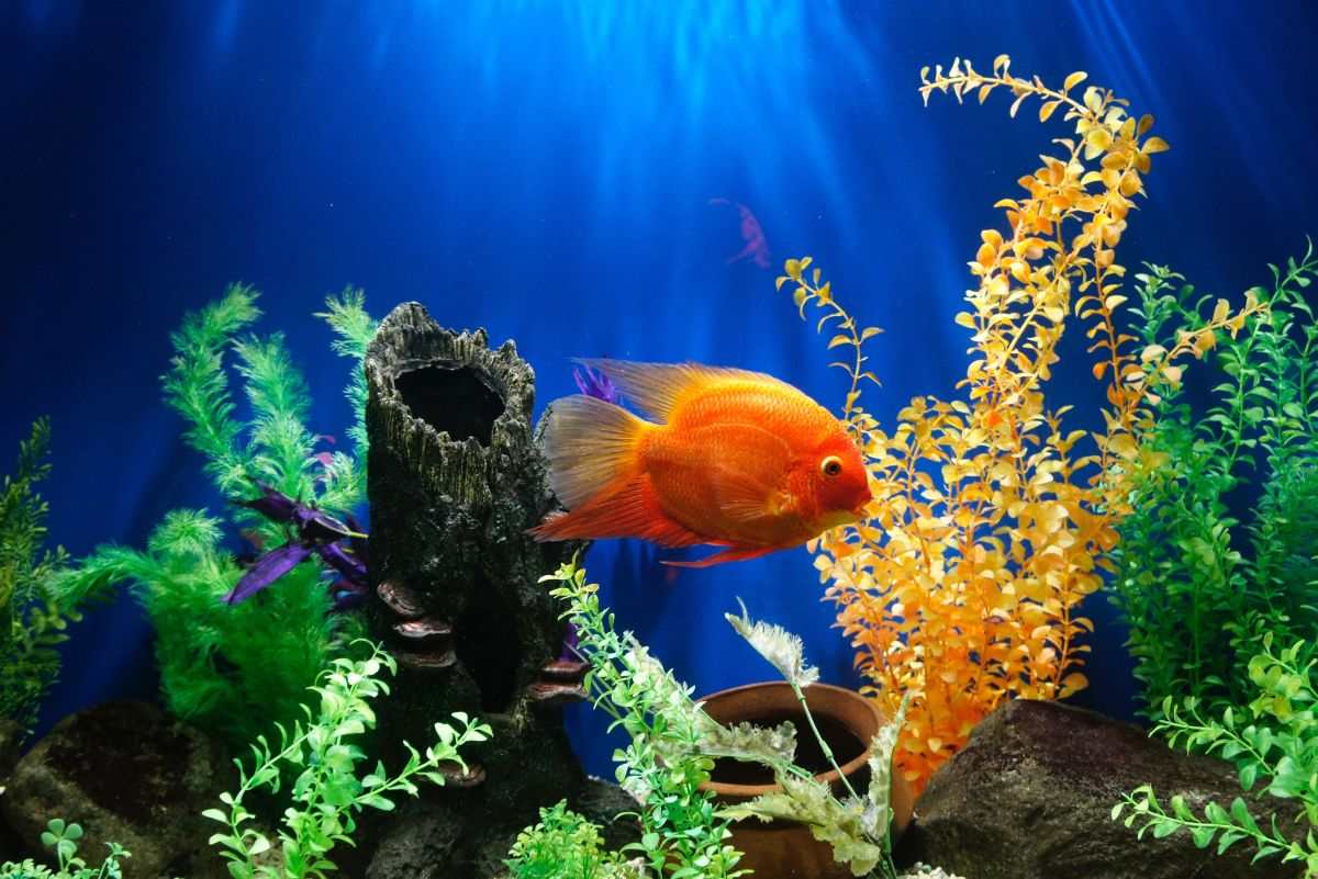 How to Decorate Your Fish Tank: Dos and Don'ts