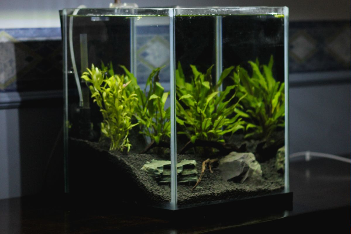 Pet Ideas for 5- and 10-Gallon Aquarium Tanks