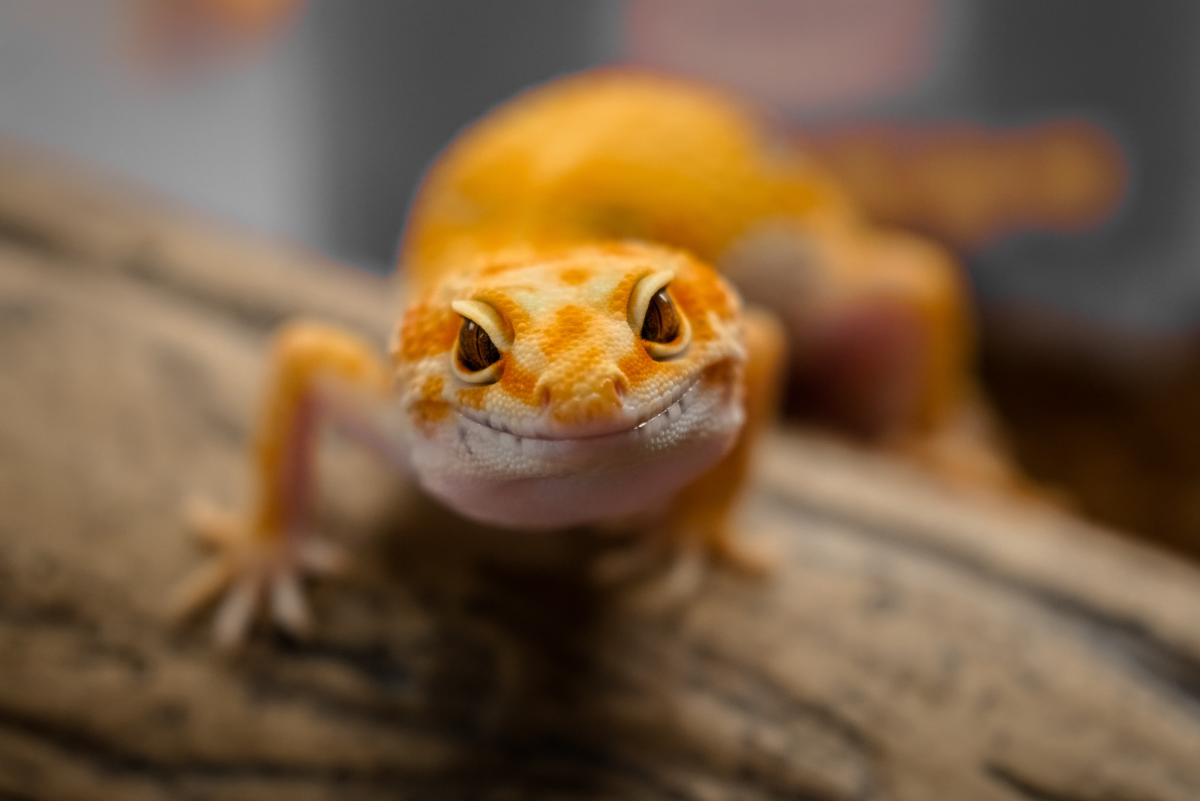 Top 5 Weird Stories and Facts About Geckos