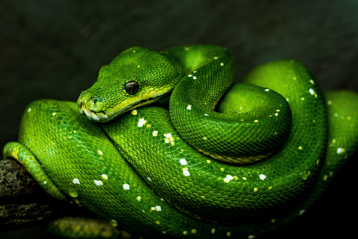 250+ Funny, Cool, Cute, and Badass Pet Snake Names