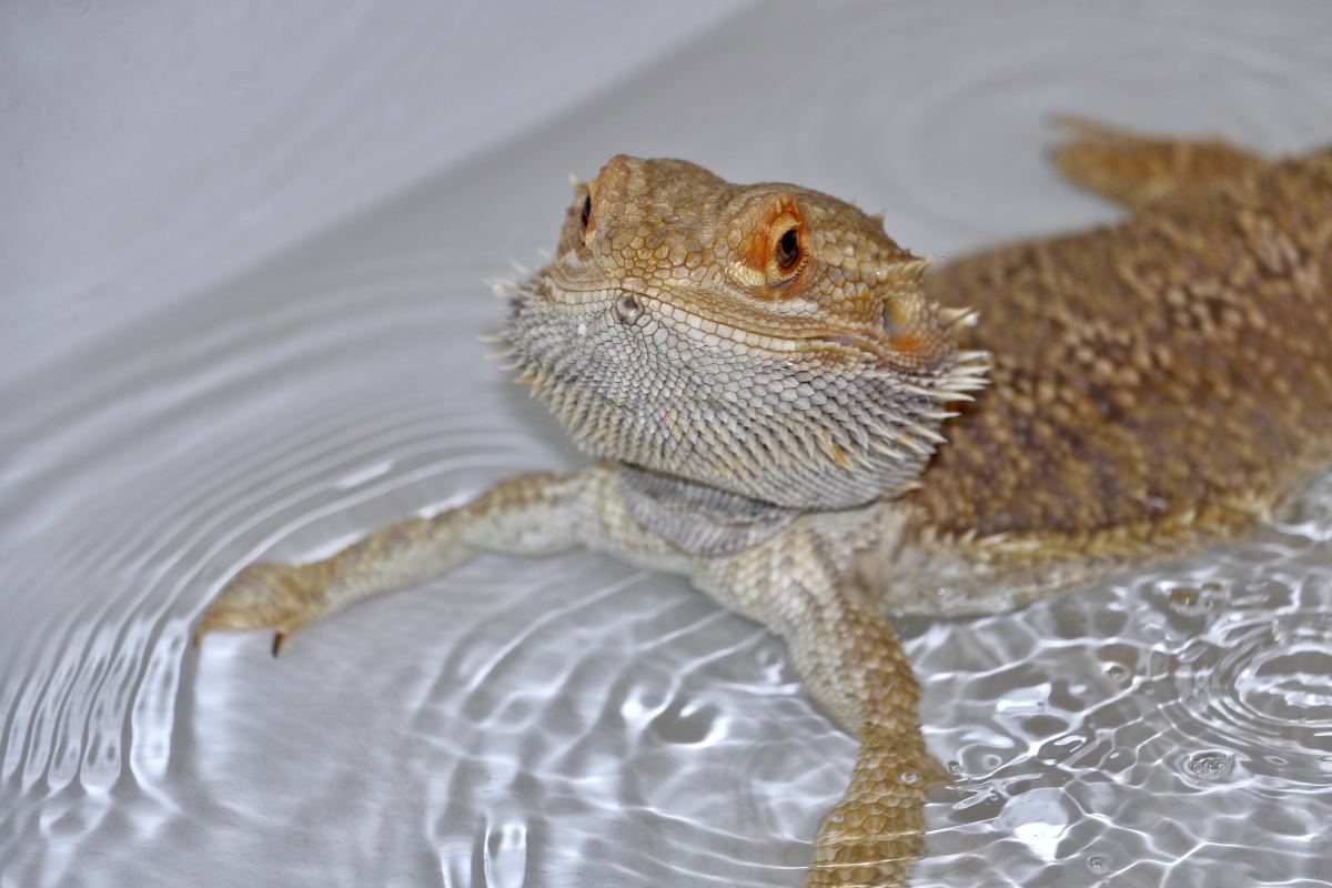 bearded dragon lizard cute