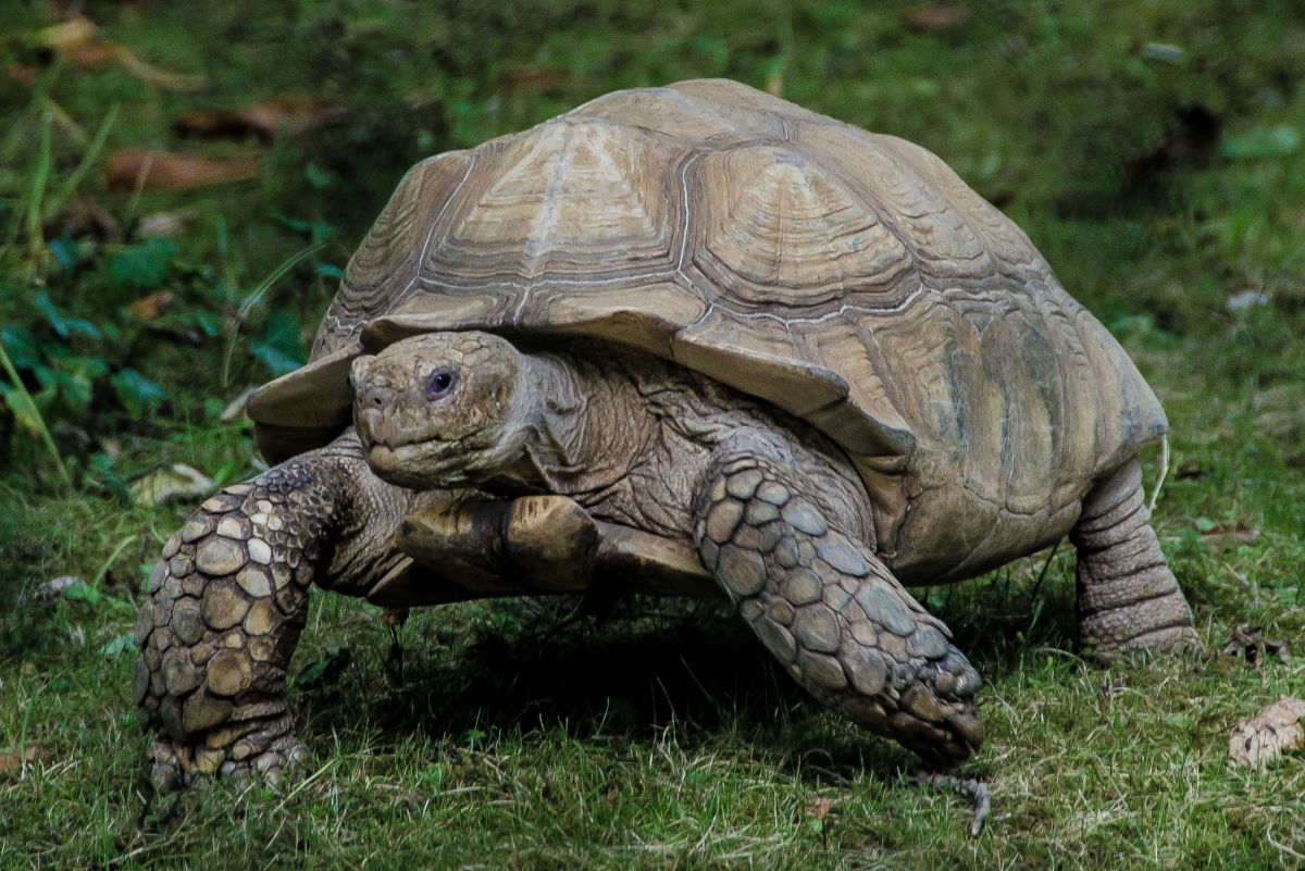 100+ Funny and Cute Tortoise Names