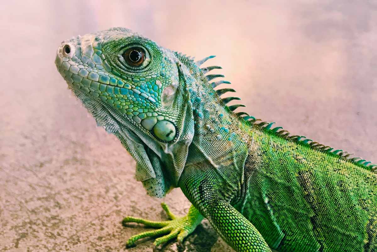 150+ Cute and Funny Names for Your Pet Lizard
