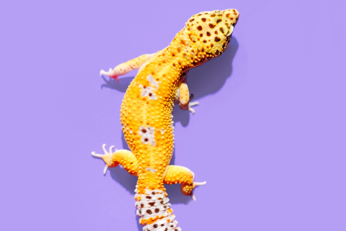 The Advantages of Housing Leopard Geckos in Tubs