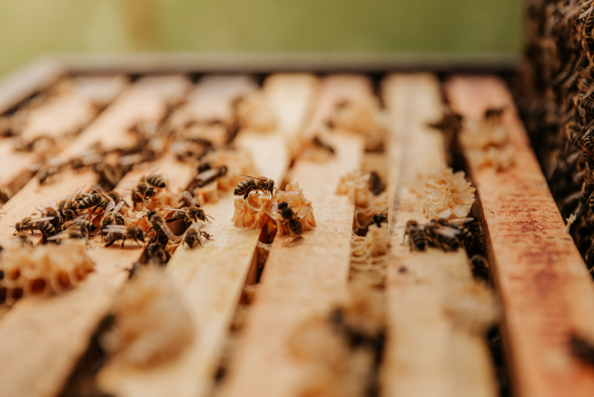 The 3 Types of Bee Apiaries: Langstroth's, Warre, and Top Bar